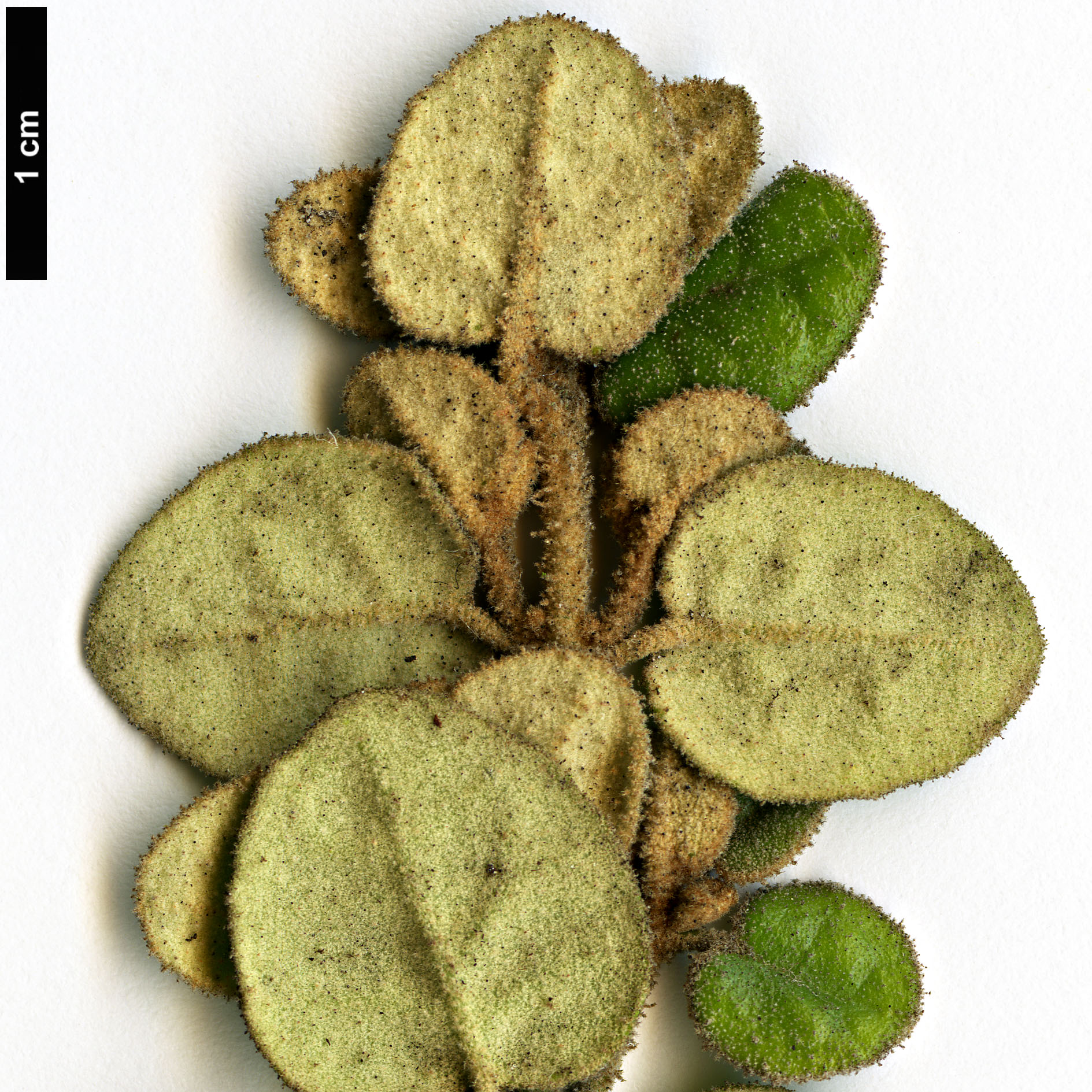 High resolution image: Family: Rutaceae - Genus: Correa - Taxon: reflexa - SpeciesSub: var. nummulariifolia